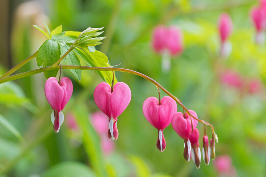 Bleeding heart