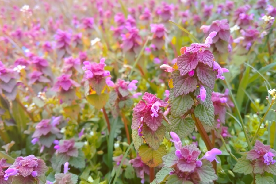 This is a Dead Nettle Plant