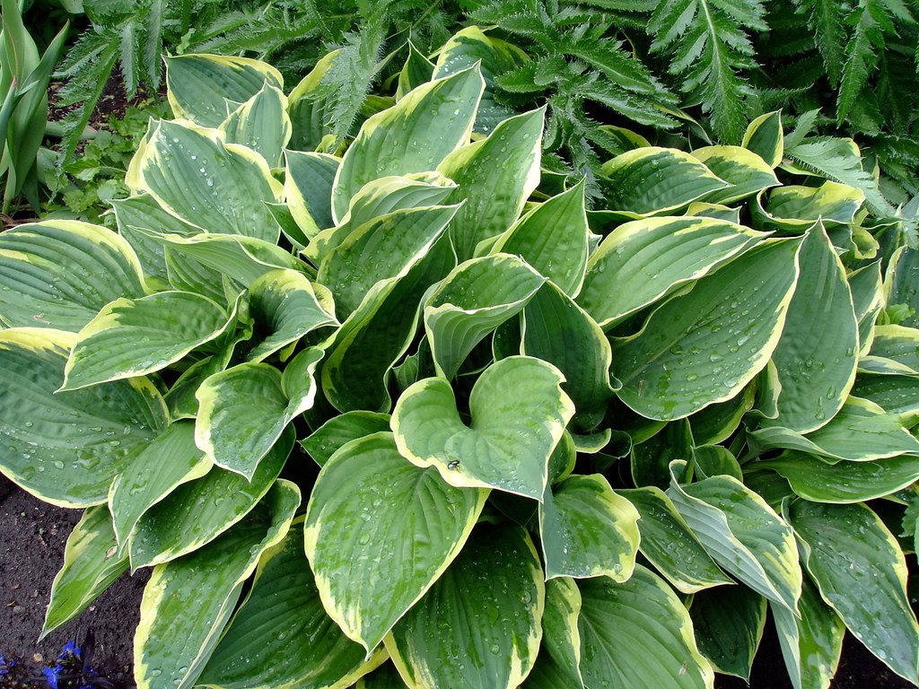 Hostas