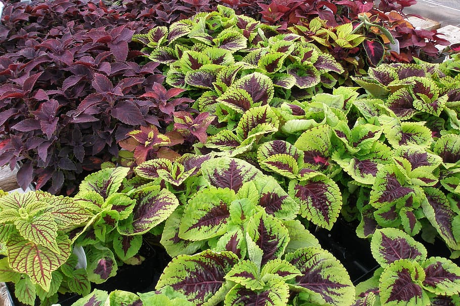 coleus-plant-green-burgundy