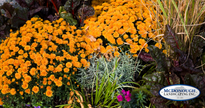 fall plants and flowers