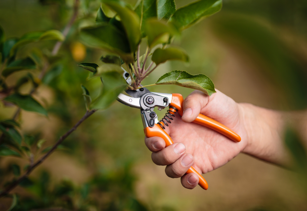 Landscape Tips - Prune Trees and Shrubs